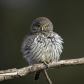 All Ruffled