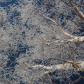 Frosted Birches