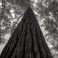 270 Year Old White Pine Tree - Central New Brunswick, Canada.
