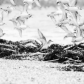Out Hiking With My Two Children - Semipalmated Sandpipers (full image) Arriving All Around Us.