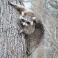 Curious Raccoon