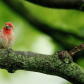 House Finch