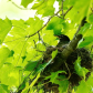 Robin On A Nest