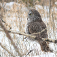 Sitting Pretty - Great Gray Owl