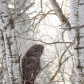 Sitting Pretty - Great Gray Owl