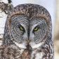 The Eyes Have It