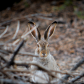 Not A Hare Out Of Place