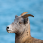 Rocky Mountain Bighorn Sheep