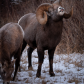 Alberta's Provincial Mammal