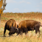 Elk Island National Park