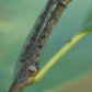 Antlion