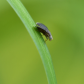 Pattern-Winged Fly