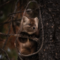 Pine Marten Baby Pine Marten