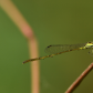 Damselfly