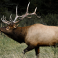Alberta Bull Elk
