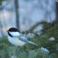 Cheeky Chickadee