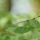 A Twig or not a Twig