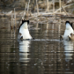 Synchronized Swimming
