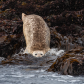 Seal entering sea