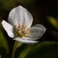 Bunchberry closeup