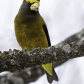 Evening Grosbeak