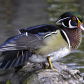 Male Wood Duck in Regal Colours!