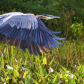 Blue Heron in Flight