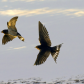 Evening Flight