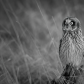 Short-Eared Owl
