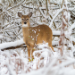 Oh Deer!