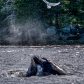 Chase for Fish