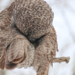 Preening