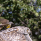 Attack in flight