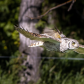 Attack in flight