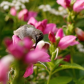 Ruby-throated Hummingbird