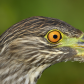 I watch you