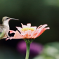 Ruby-throated Hummingbird