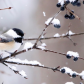 Black-capped Chickadee
