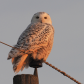 Snowy Owl in the Capital City
