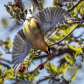 Cedar Waxwing in Flight