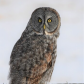 Grey owl watching carefully