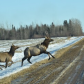 On the move