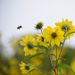 Keeping Buzzy 