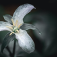 Western Trillium