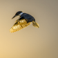 golden flight