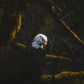 Jungle Raptor