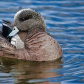 American Wigeon