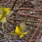 Yellow Warbler
