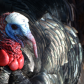 Wild Turkey