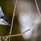 Curious Nuthatch